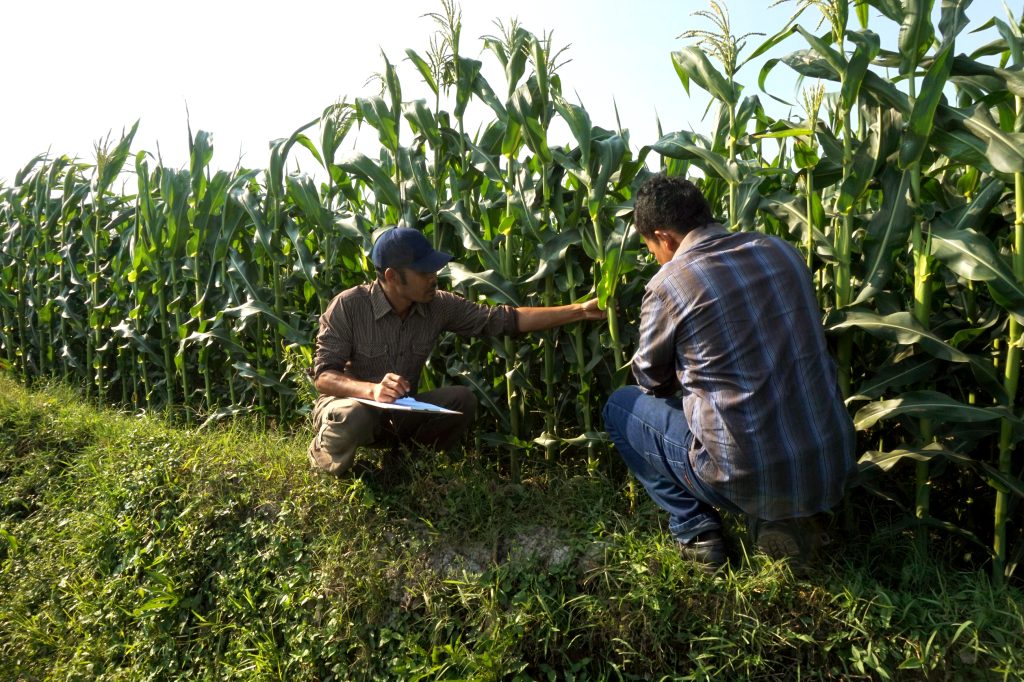 Farmer,Checking,His,Cornfield